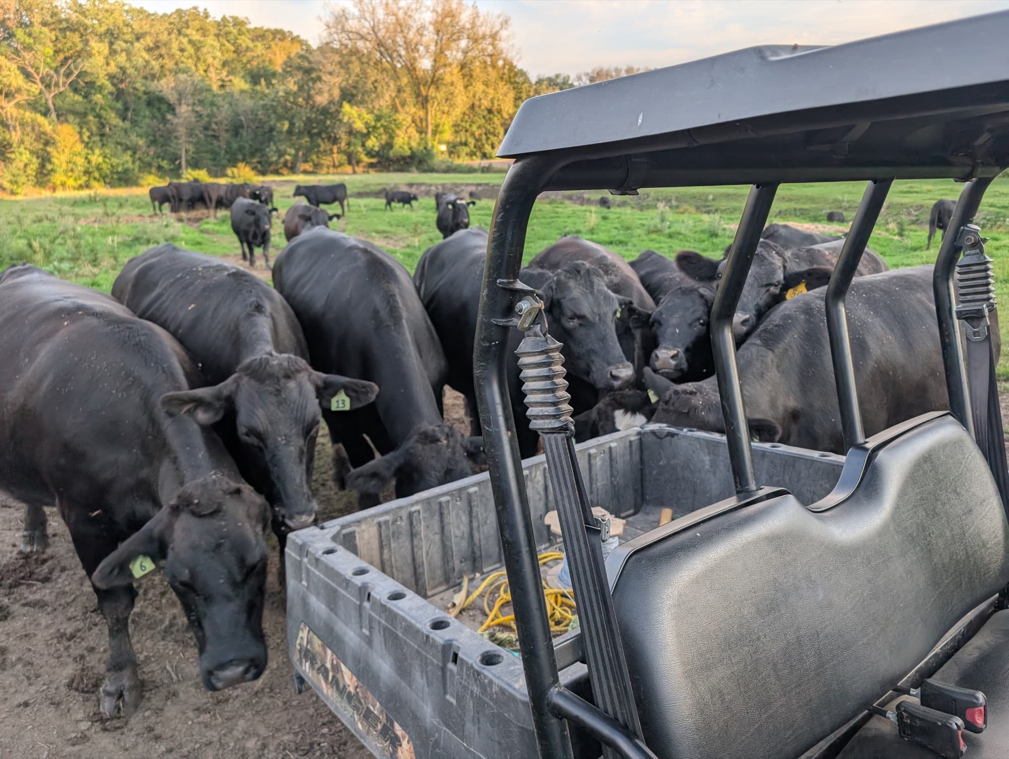 Wagyu cattle in Wisconsin pasture