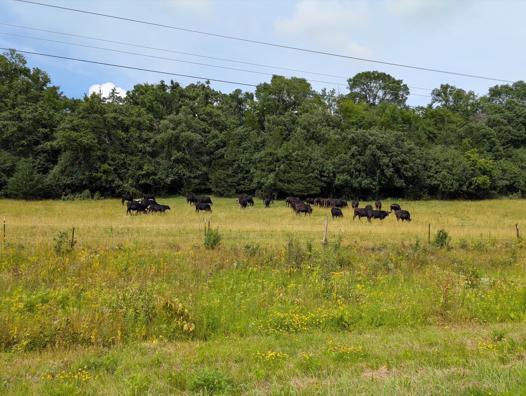 Rotational Grazing