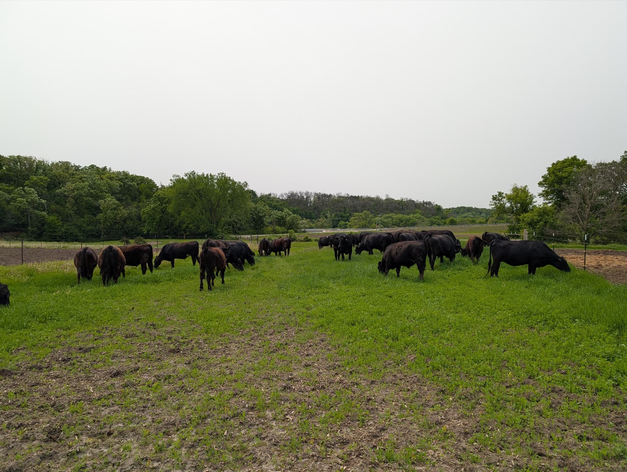 Angus cattle grazing in Wisconsin